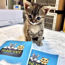 NOBIL CIA VET SRL în Bucureşti, Sectorul 1 - program de funcționare