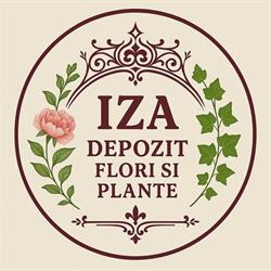 Iza SRL, Arad program de funcționare