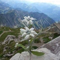FLOARE DE COLŢ, Borsec program de funcționare