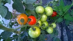 BALDOPAL AGRO SRL, Baldovineşti program de funcționare