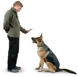 Scoala dresaj caini canin Pipera Tunari Bucuresti Ilfov în Otopeni, Ilfov - program de funcționare