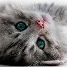 Cabinet veterinar non stop Bucuresti, program de funcționare