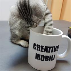 CREATIVO MOBILI, Bragadiru program de funcționare