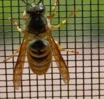 Plase Insecte - plaseinsecte.com, Bragadiru program de funcționare