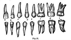 DENTANDU, Târgu Mureş program de funcționare