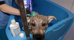 SPIC VET, Bucureşti program de funcționare