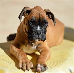 Cabinet Veterinar Petlove Cluj, program de funcționare
