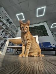 Quick Vet, Constanţa program de funcționare