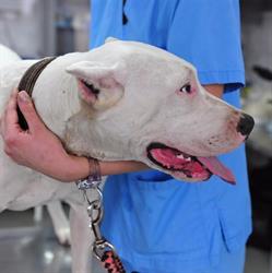 Centrovet Bucureşti Clinica Veterinară Non-Stop, program de funcționare