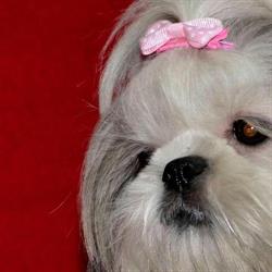Cosmetica Canina Woof Timisoara, program de funcționare