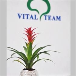 Centrul Medical Vital Team, Cluj-Napoca program de funcționare