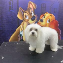 Doamna&Vagabondul Frizerie Canina, Braşov program de funcționare