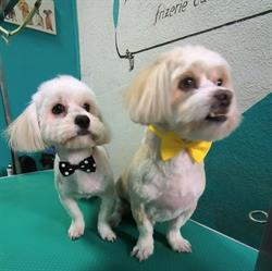 Tarja Frizerie Canina, Braşov program de funcționare