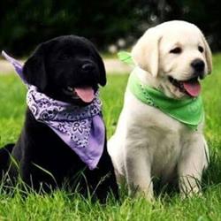 Medivet Shoppet - Cabinet Veterinar Voluntari, program de funcționare