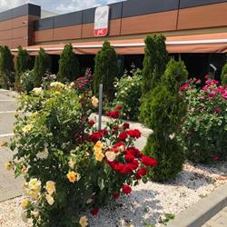 Restaurant Pit Stop Grill, Bucureşti program de funcționare