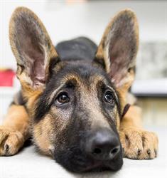 Anima FloreVet cabinet veterinar, Floreşti program de funcționare