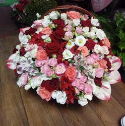 Dendrobium Gardinia, Satu Mare program de funcționare