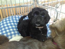 Cabinet veterinar Faurei, program de funcționare