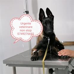 Urgente veterinare non stop iasi, Iaşi program de funcționare