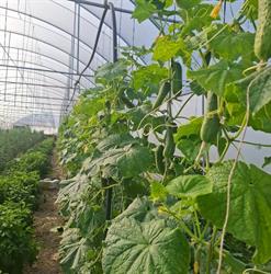 Ferma Legume Bencze, Cătălina program de funcționare