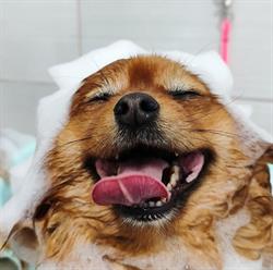 Iedera's groom salon - frizerie canina Oradea, program de funcționare