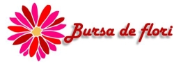 IFA TRAVEL MANAGEMENT SRL, Bucureşti program de funcționare