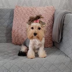 Roxi Pet Salon, Bucureşti program de funcționare