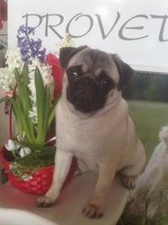 Provet Clinica Veterinara, Mărgineni program de funcționare