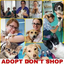 Praxis Vetlife, Bucureşti program de funcționare