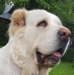 Cabinet Veterinar Dr. Creţu A&O, Ploieşti program de funcționare