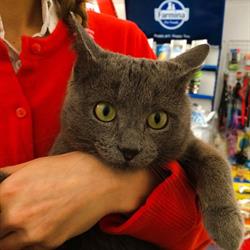 Cozy Cat, Bucureşti program de funcționare