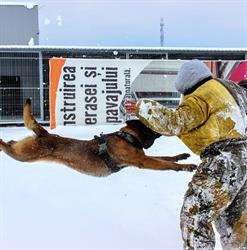 Scoala de Dresaj K9 Protection, Braşov program de funcționare