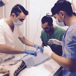 Belo Vet, Brăneşti program de funcționare