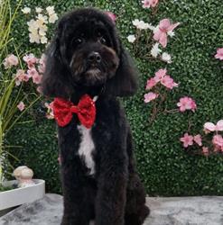 Groomer Pet Salon Focsani, Vâlcele program de funcționare