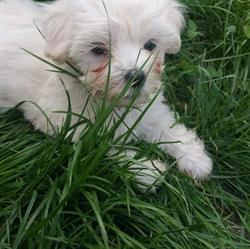 Coafura canina carei, Carei program de funcționare