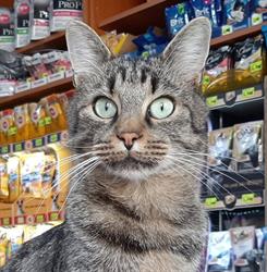 Pet Shop Codlea, program de funcționare