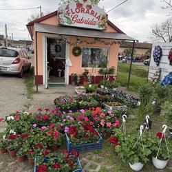 Floraria Gabriela Tileagd, program de funcționare