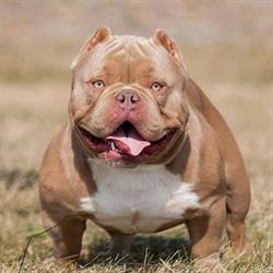 RoyalBullyFame Kennel, Botoşani program de funcționare