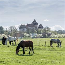 Transylvania on Horseback, Viscri program de funcționare