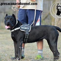 Bucovina Working Dogs, Gura Humorului program de funcționare