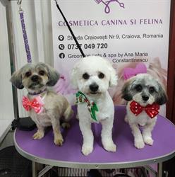 Grooming pets & spa by Ana Maria Constantinescu, Craiova program de funcționare