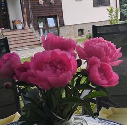 Pensiunea agroturistica Stefanut, Prundu Bârgăului program de funcționare