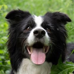 cosmetică canină şi felină Anohana kutyakozmetika, Păuleşti program de funcționare
