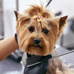 Salon de cosmetică canină premium mobilă by Ricky în Mediaş, Vitrometan - program de funcționare