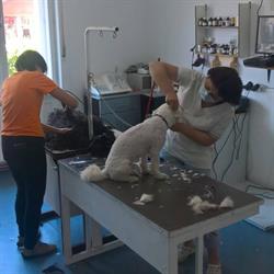 Muntheana Vet, Sebeş program de funcționare
