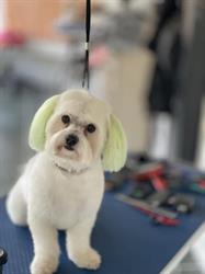 Coafor Canin-Grooming by Carmen, Galaţi program de funcționare