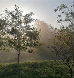 Verde de Viscri, program de funcționare