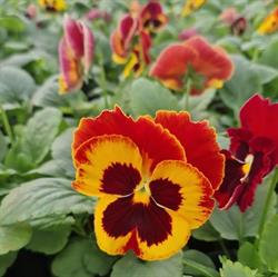 Sera de flori Timisoara, program de funcționare
