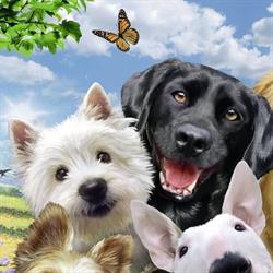 Beauty Pet Salon, Bucureşti program de funcționare