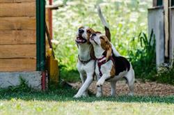 Happy Taz Vet, Bucureşti program de funcționare